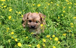 Morkie dogs for sale: Orianna - Image 4