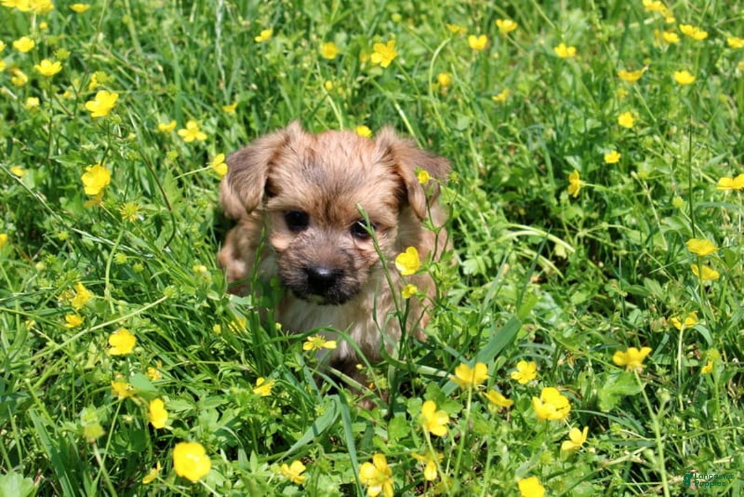 Morkie dogs for sale: Orianna - Image 4