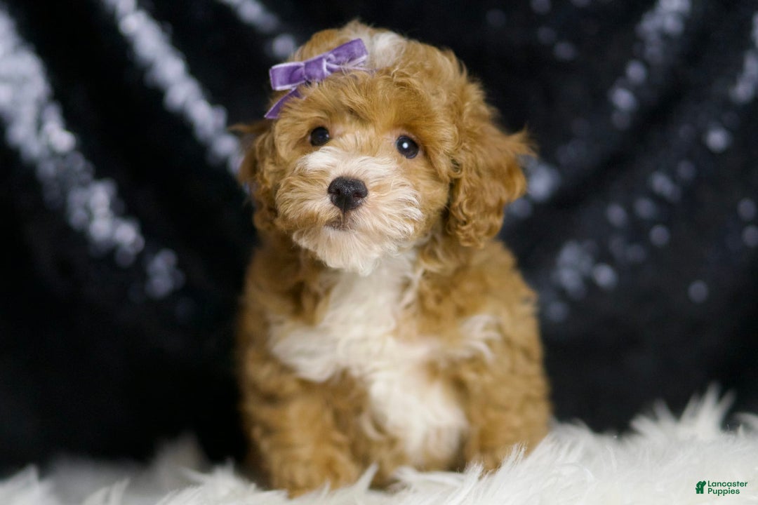 Toy Poodle dogs for sale: Rebecca - Image 4