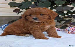 Cavapoo dogs for sale: Remi - Image 14