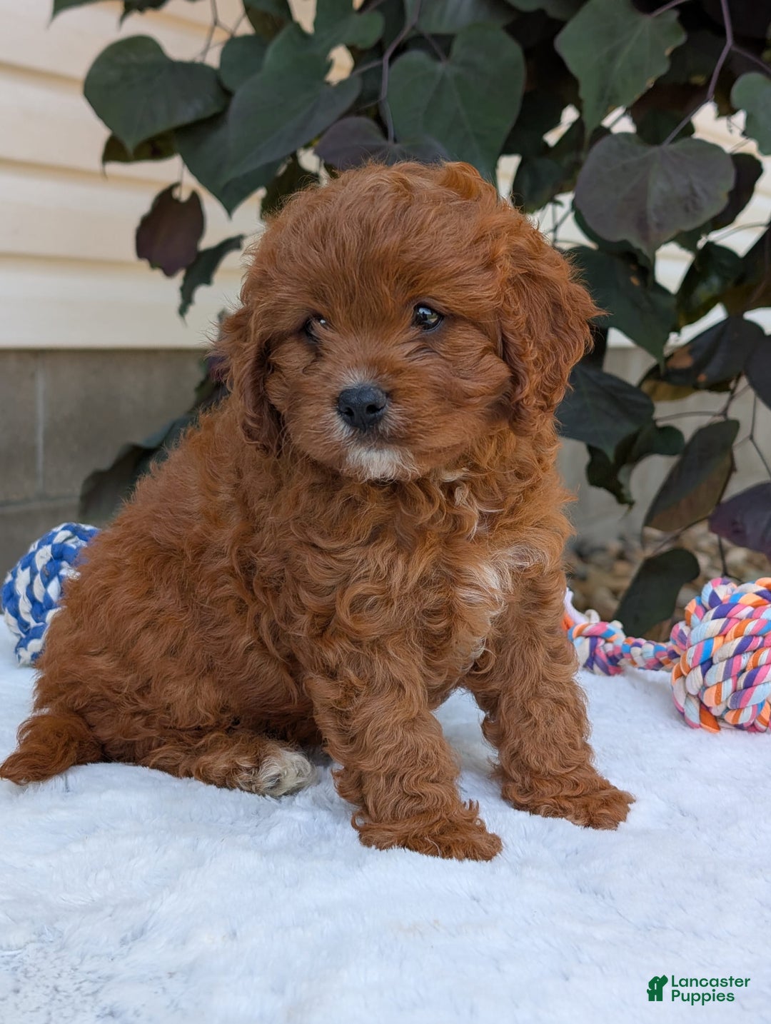 Cavapoo dogs for sale: Remi - Image 14