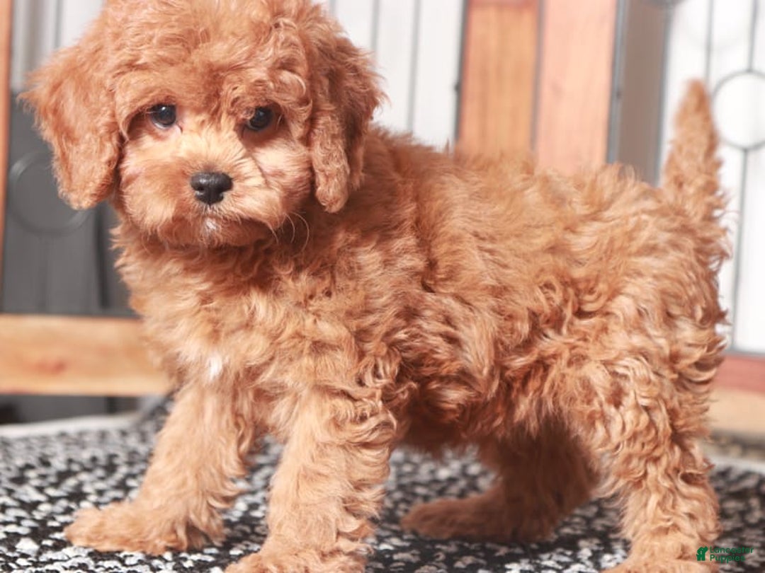 Cavapoo dogs for sale: Fester - Image 3