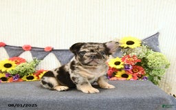 French Bulldog dogs for sale: Harley - Image 4