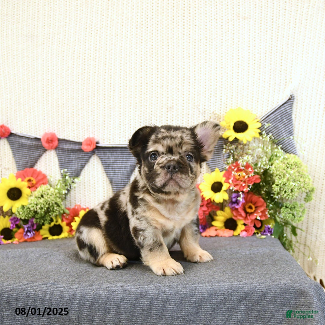 French Bulldog dogs for sale: Harley - Image 4