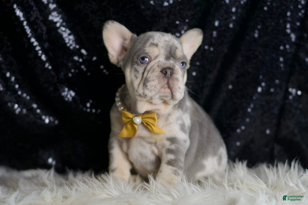 French Bulldog dogs for sale: Mr. Wrinkles - Image 3