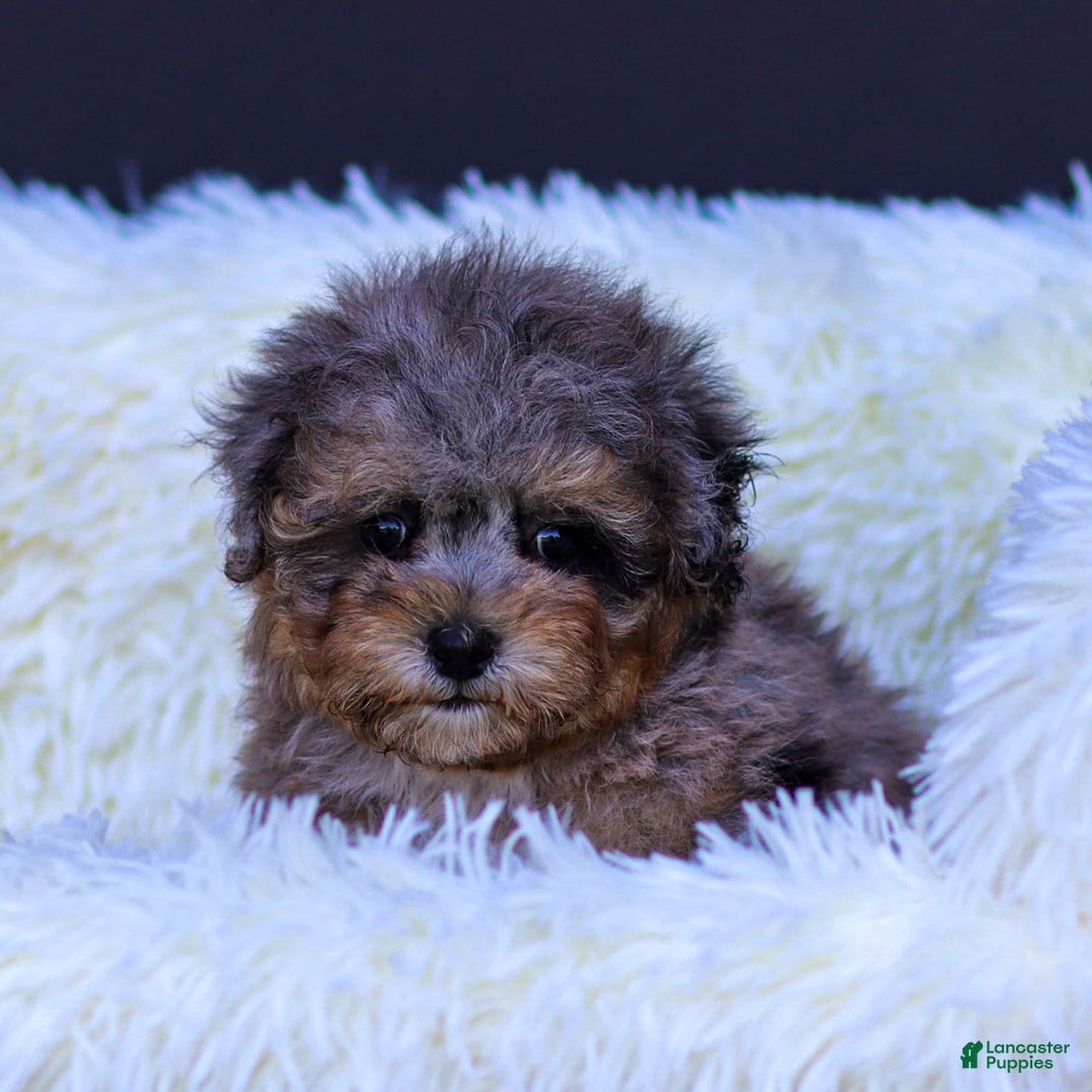 Toy Poodle dogs for sale: Latte - Image 3
