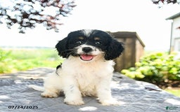 Cavapoo dogs for sale: Lucky - Image 1