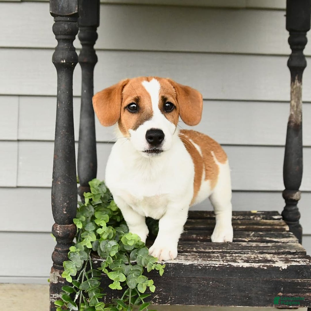 Jack Russell Terrier dogs for sale: Starburst - Image 2