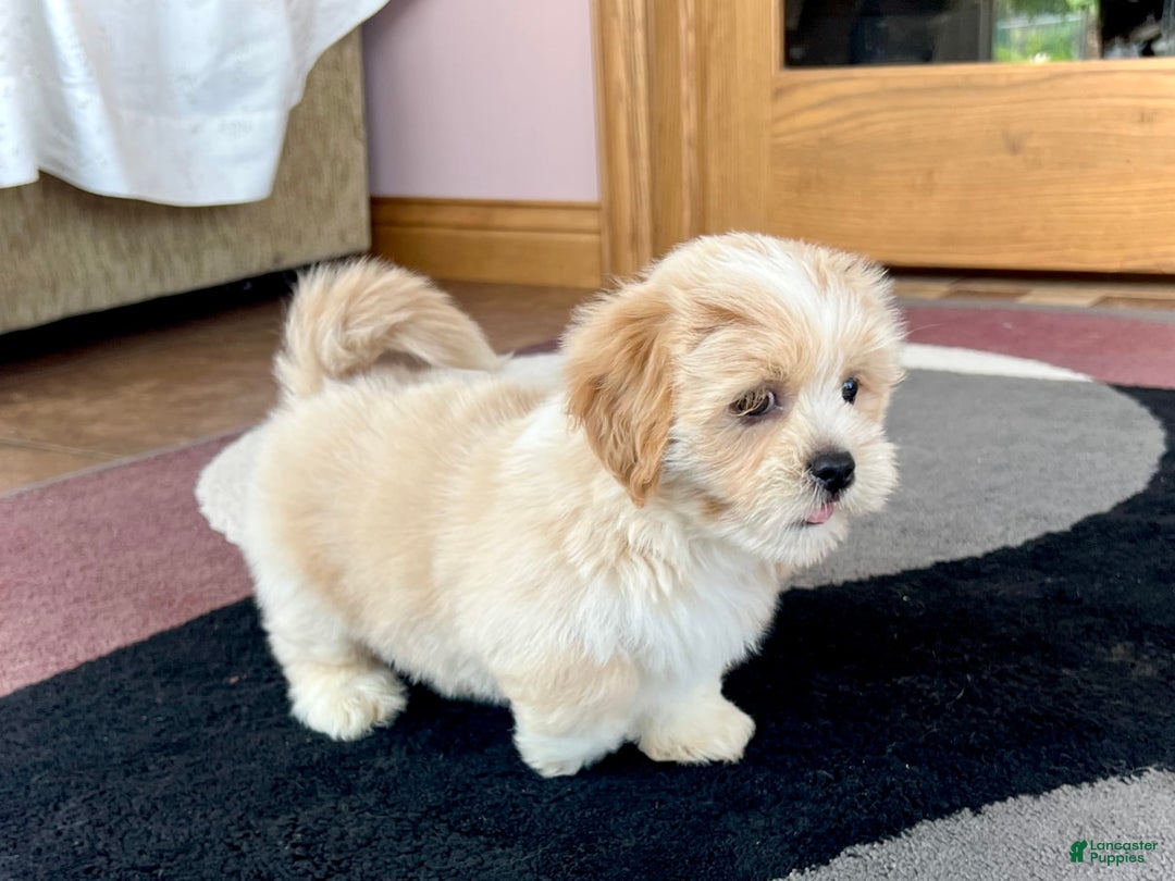 Lhasa Apso dogs for sale: Ollie - Image 8