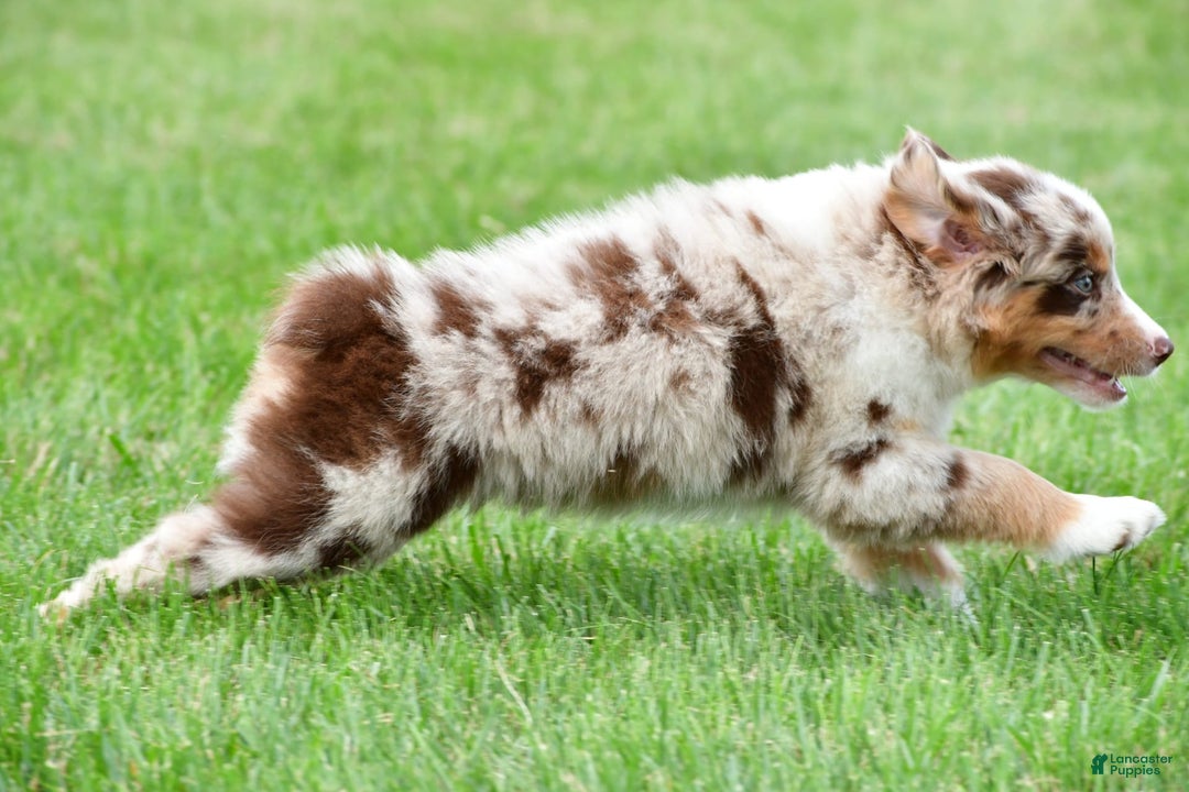 Australian Shepherd dogs for sale: Leo - Image 4