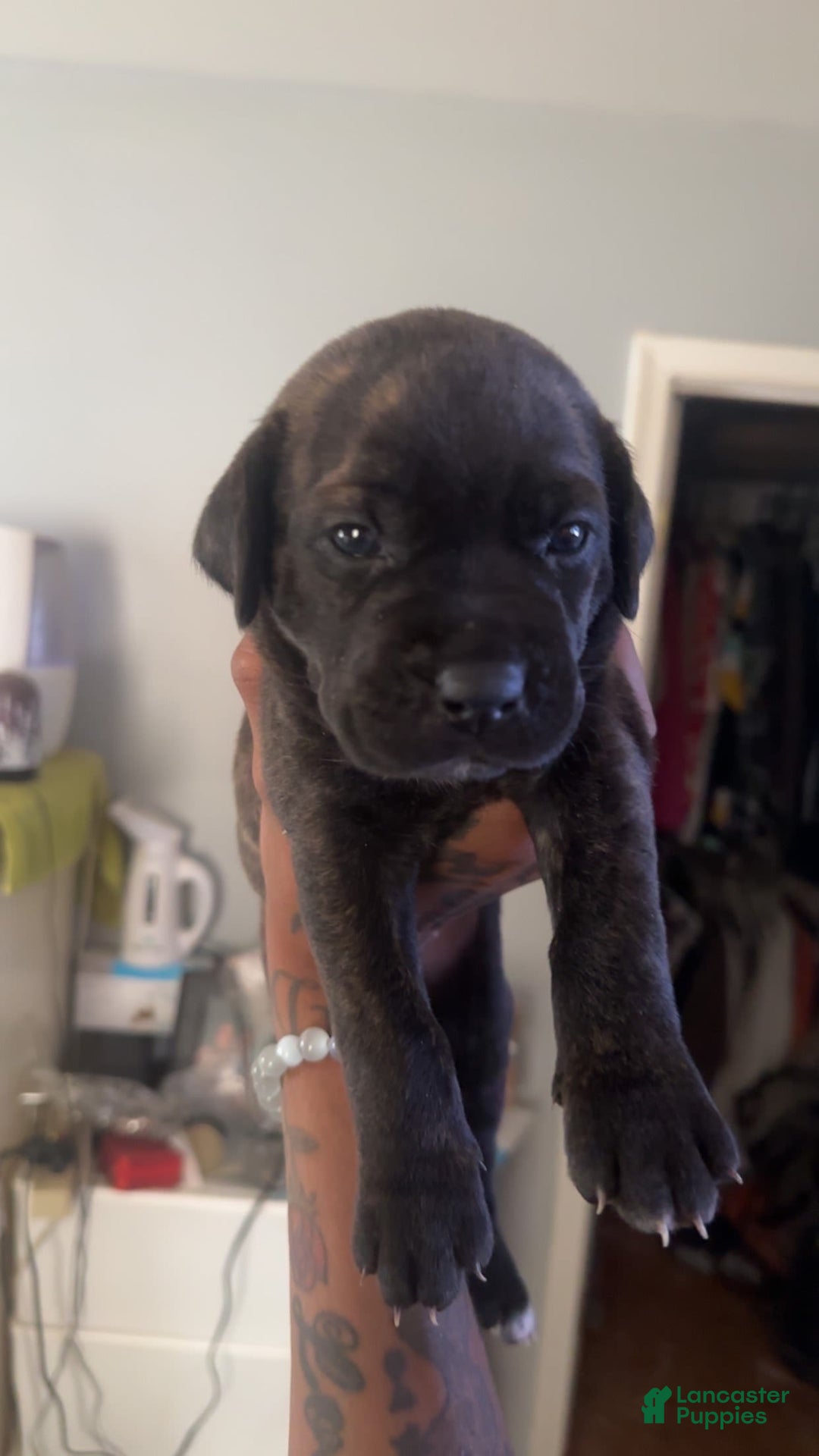 Cane Corso dogs for sale: Red - Image 1