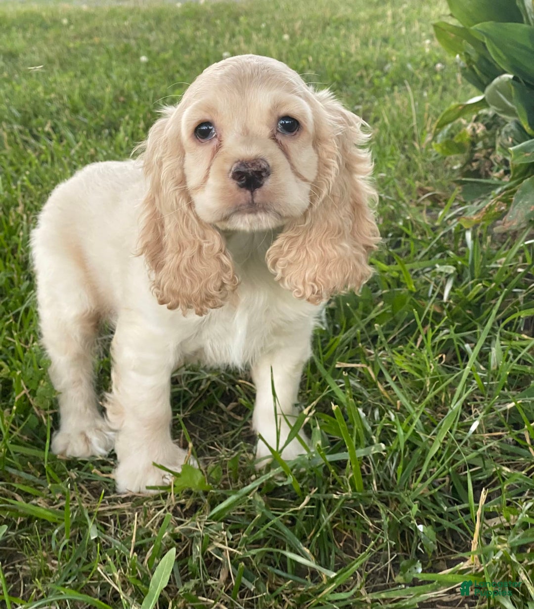 Cocker Spaniel dogs for sale: Oliver - Image 1