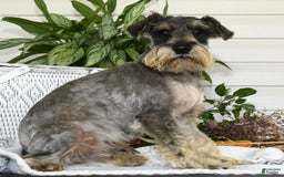 Miniature Schnauzer dogs for sale: Tinker - Image 11