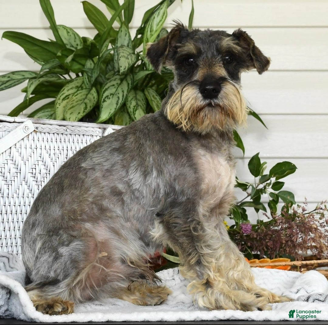Miniature Schnauzer dogs for sale: Tinker - Image 11