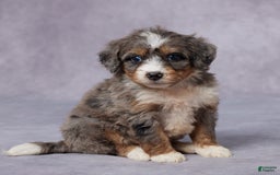 Mini Bernedoodle dogs for sale: Cali - Image 2