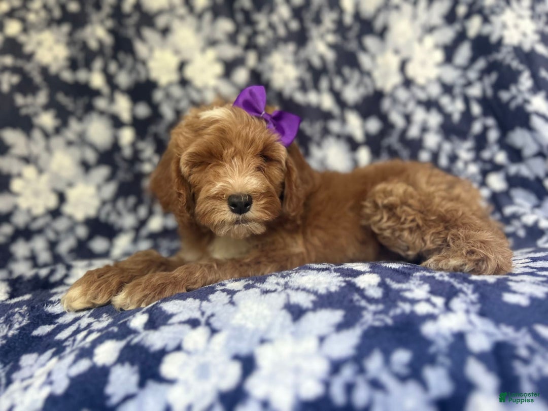 Cockapoo dogs for sale: Missy - Image 5