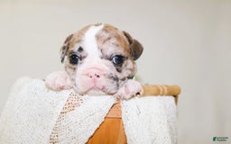 French Bulldog dogs for sale: Zeus Akc - Image 4
