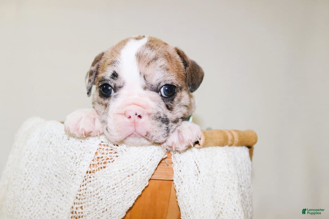 French Bulldog dogs for sale: Zeus Akc - Image 4