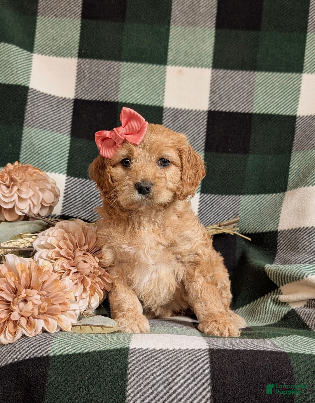 Cockapoo dogs for sale: Dorian - Image 11