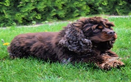Cocker Spaniel dogs for sale: Tara - Image 14