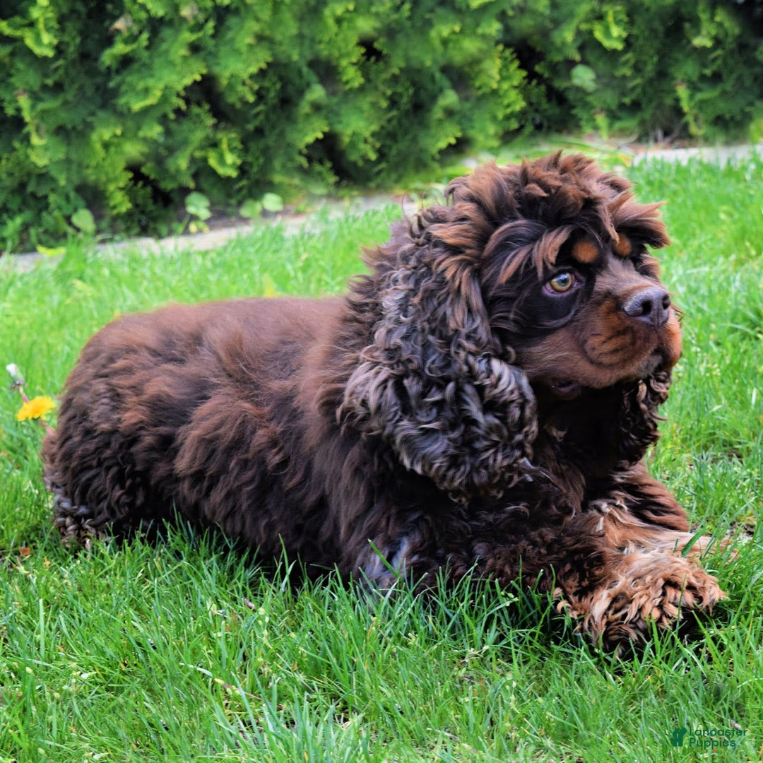 Cocker Spaniel dogs for sale: Tara - Image 14