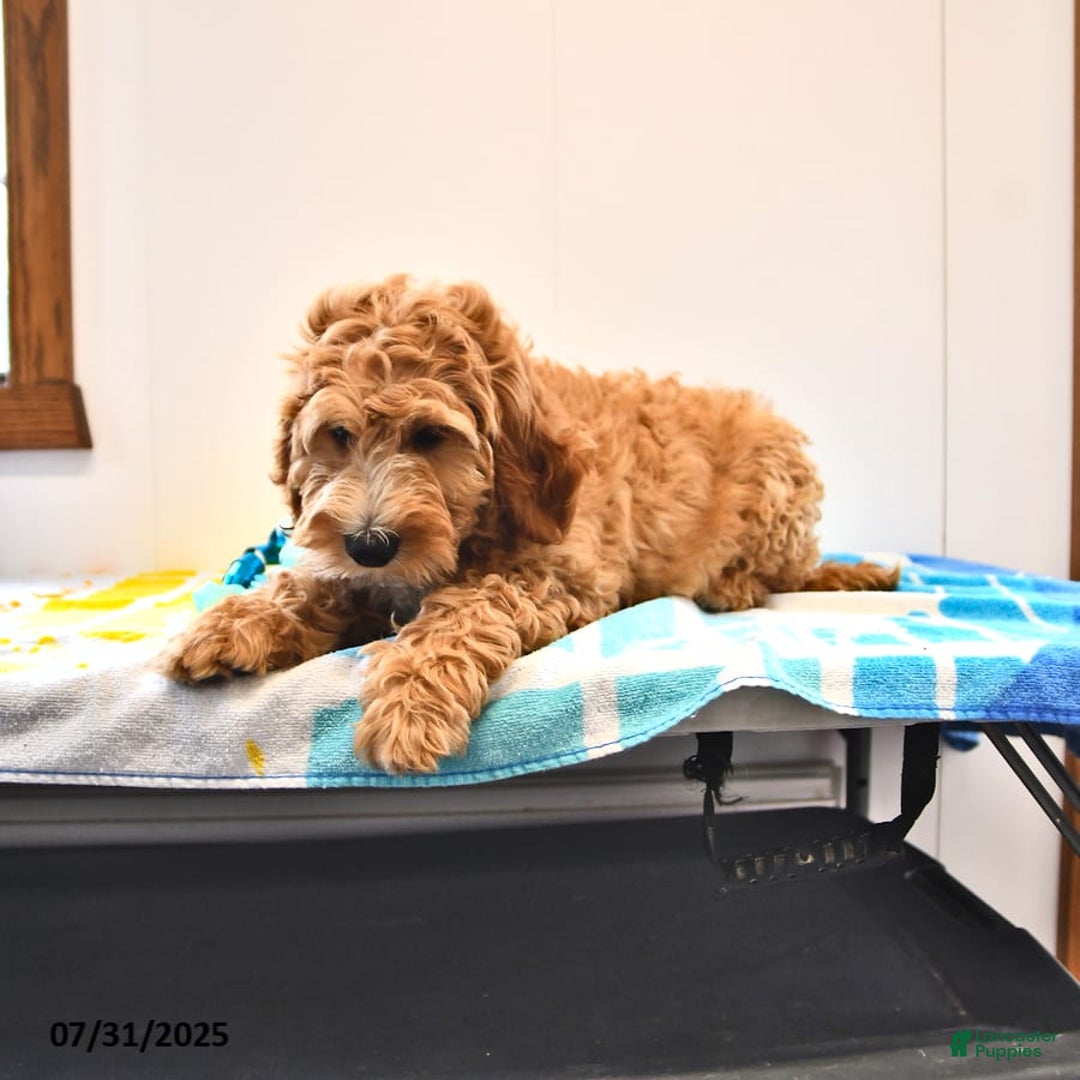 Mini Goldendoodle dogs for sale: Dancer - Image 3