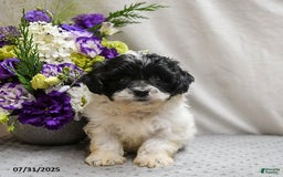 Teddy Bear dogs for sale: Wonton - Image 4