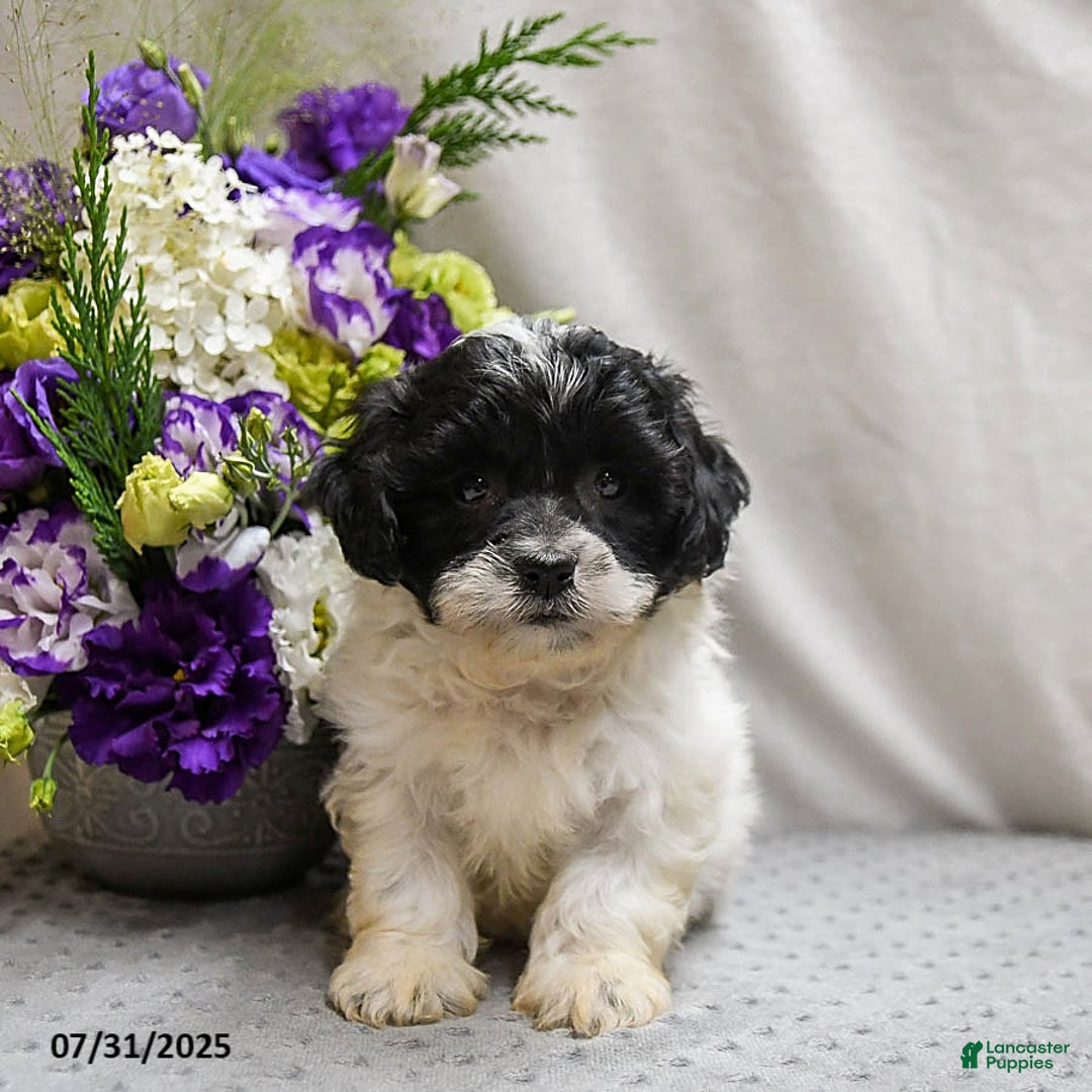 Teddy Bear dogs for sale: Wonton - Image 4