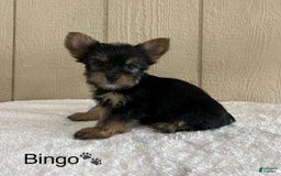 Yorkshire Terrier dogs for sale: Bingo - Image 5