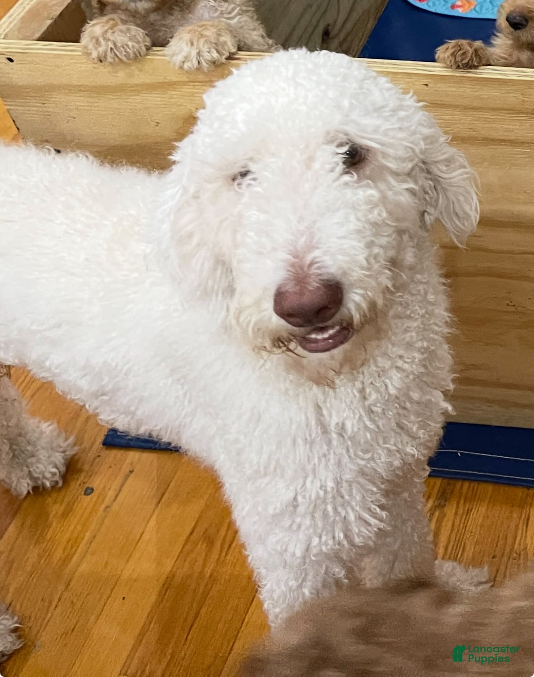 Goldendoodle dogs for sale: Luna - Image 32