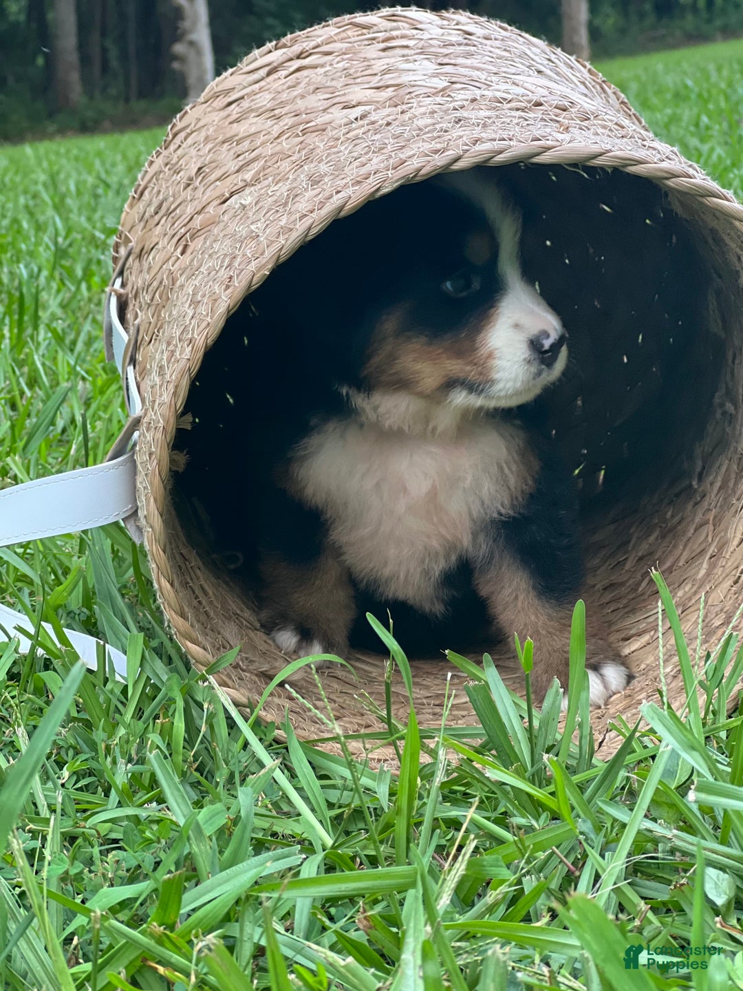 Bernese Mountain Dog dogs for sale: Elsa - Image 12