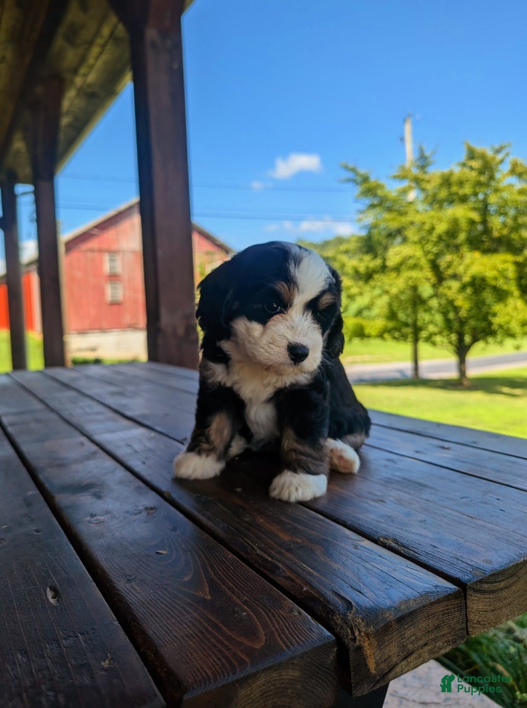 Mini Bernedoodle dogs for sale: Sadie - Image 1