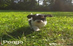 Cavapoo dogs for sale: Pongo - Image 2