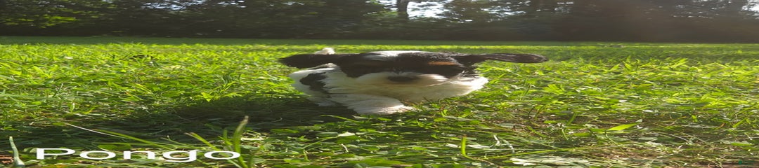 Pongo