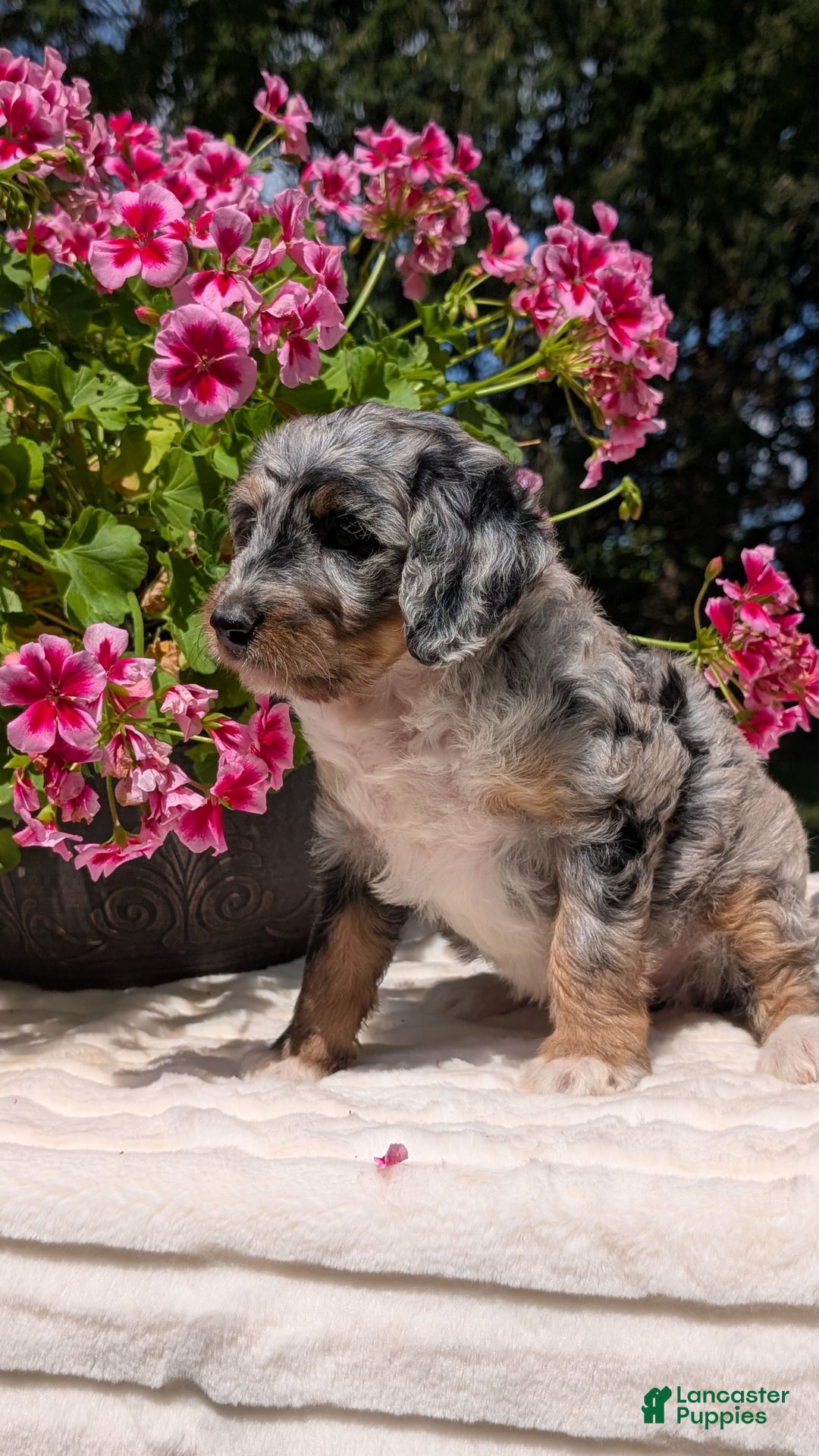Mini Bernedoodle dogs for sale: Sage - Image 10