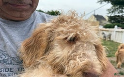 Goldendoodle dogs for sale: Luna - Image 11