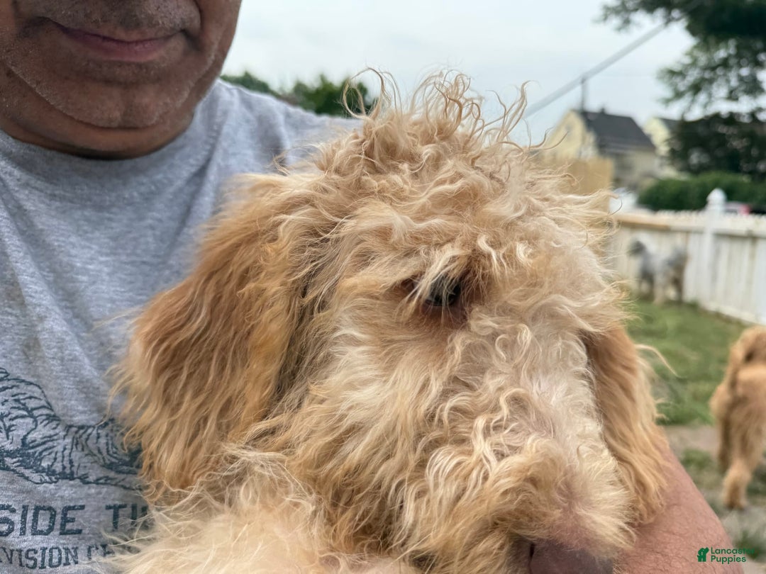 Goldendoodle dogs for sale: Luna - Image 11
