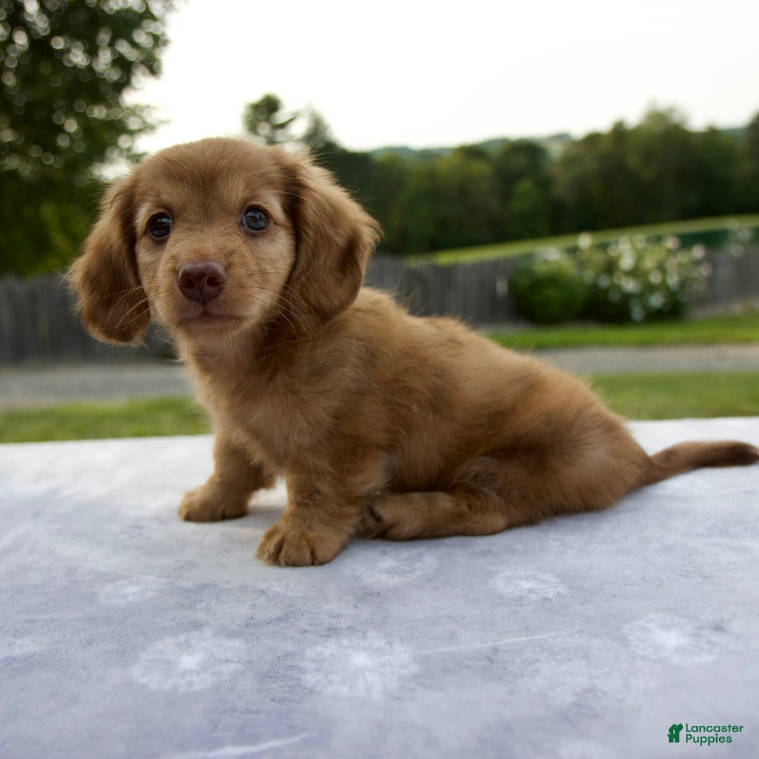 Miniature Dachshund dogs for sale: Sunny - Image 10