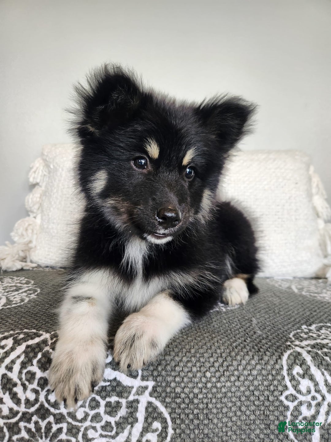 Pomsky dogs for sale: Birdie - Image 1