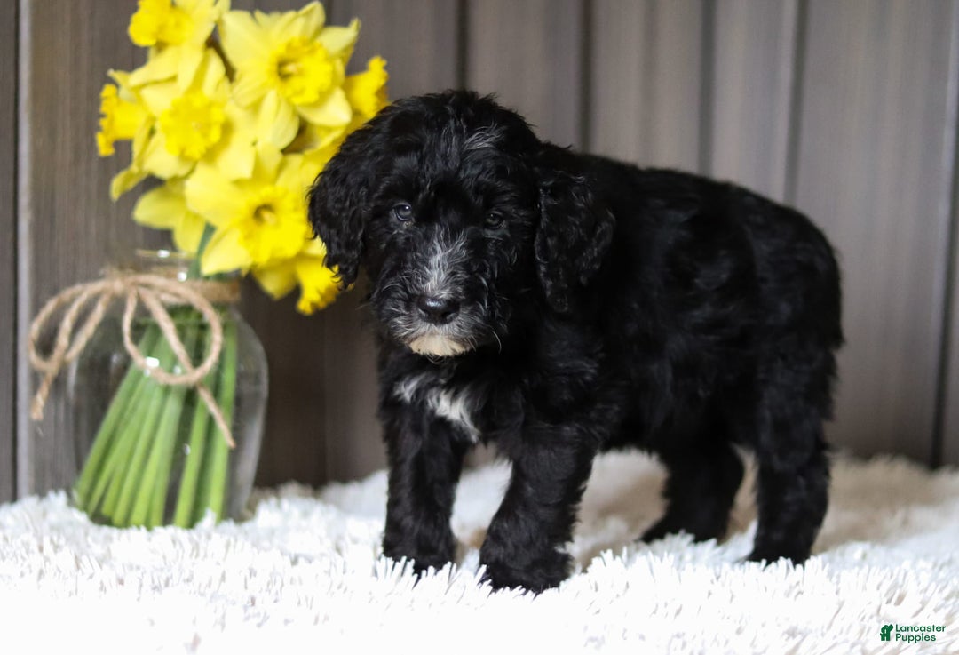 Sheepadoodle dogs for sale: Mustang - Image 1