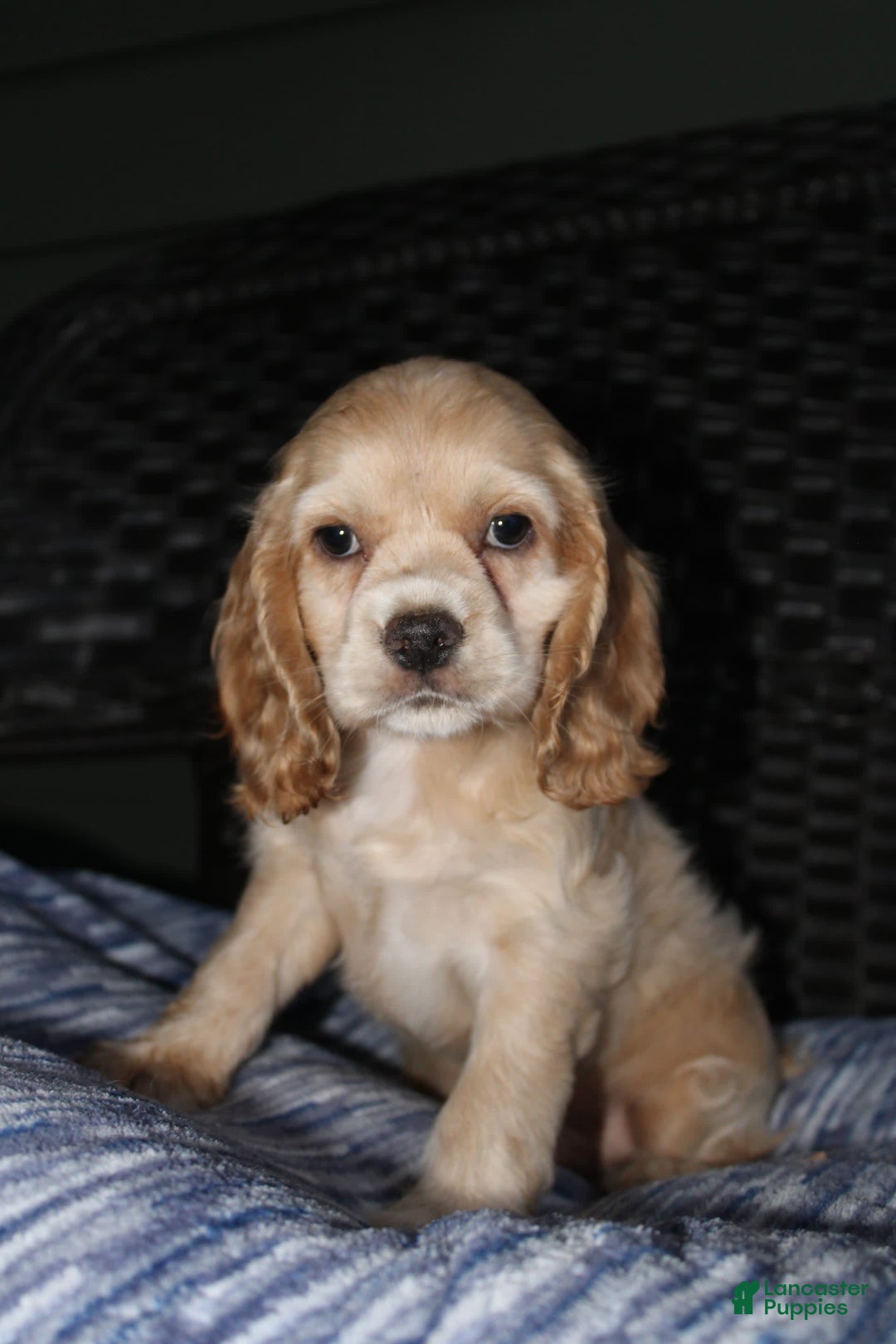 Cocker Spaniel dogs for sale: Marshmallow - Image 12