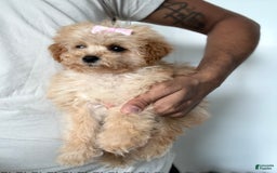 Toy Poodle dogs for sale: Princess - Image 5