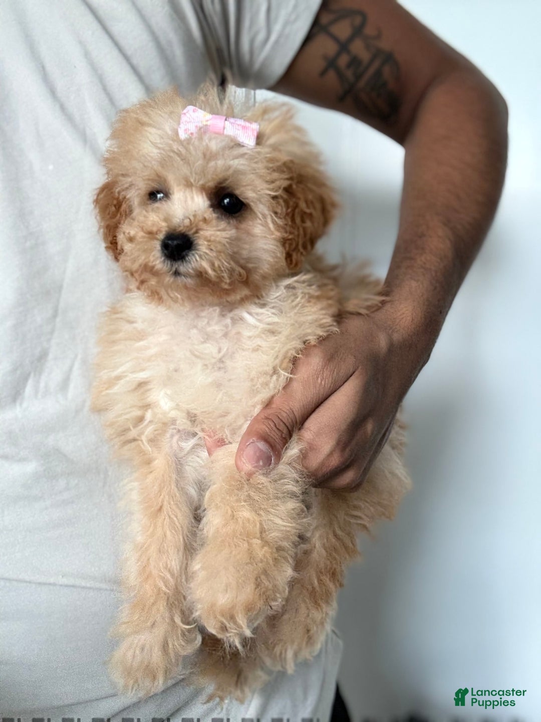 Toy Poodle dogs for sale: Princess - Image 5
