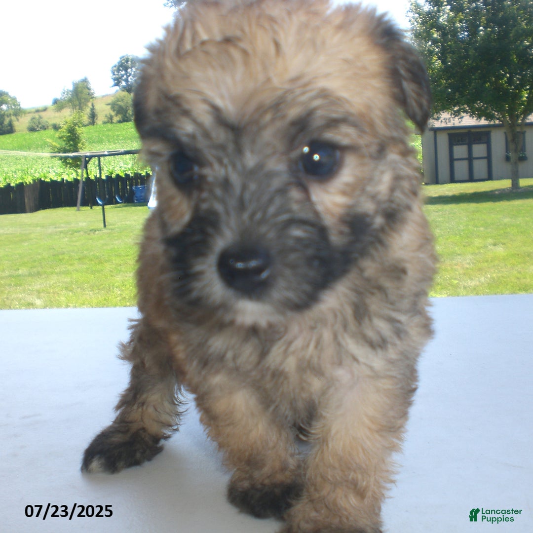 Yorkiepoo dogs for sale: Sally - Image 23