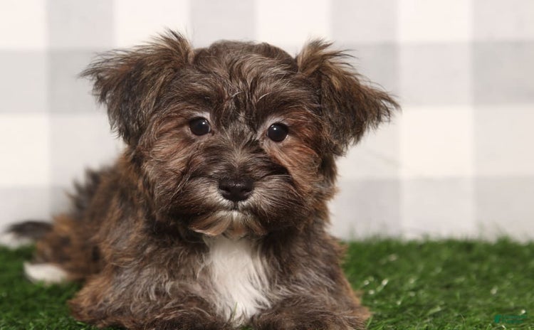 Yochon dogs for sale - Ad 1