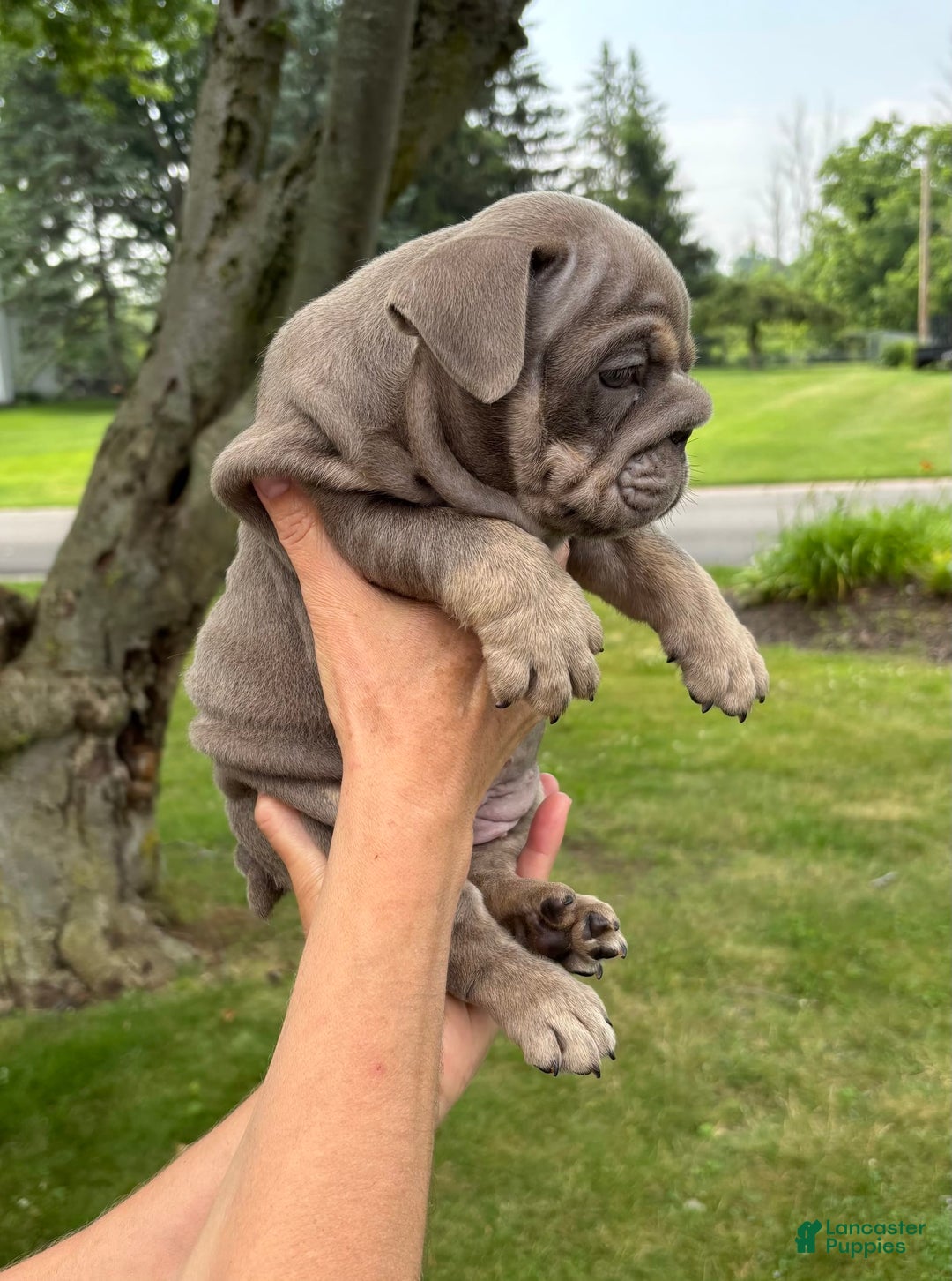 English Bulldog dogs for sale: Penny - Image 1