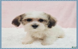Morkie dogs for sale: Griffin - Image 1