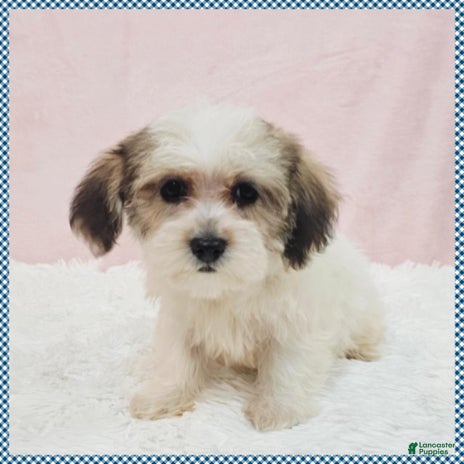 Morkie dogs for sale - Ad 2