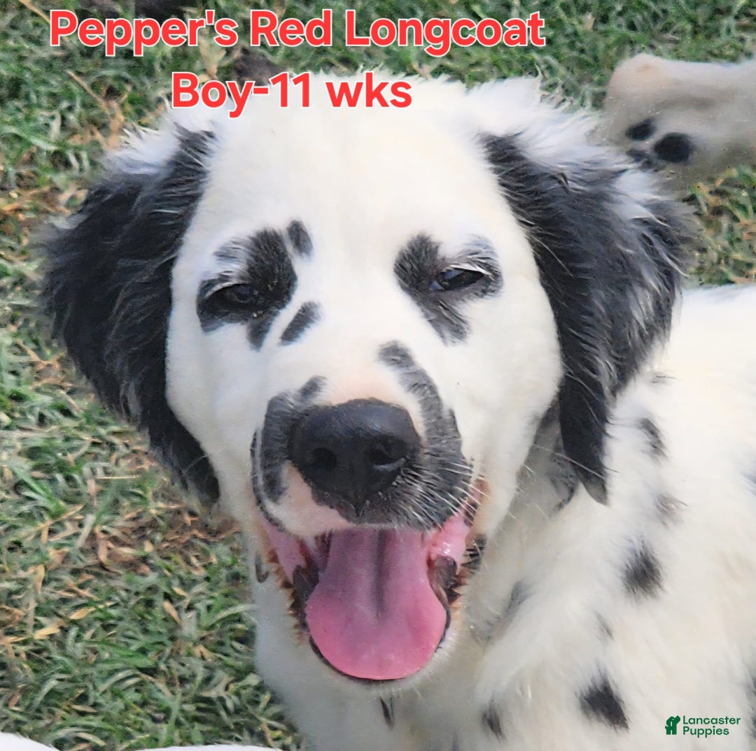 Dalmatian dogs for sale: Peppers Red Boy - Image 10