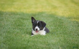 Welsh Corgi Pembroke dogs for sale: Rhett - Image 2